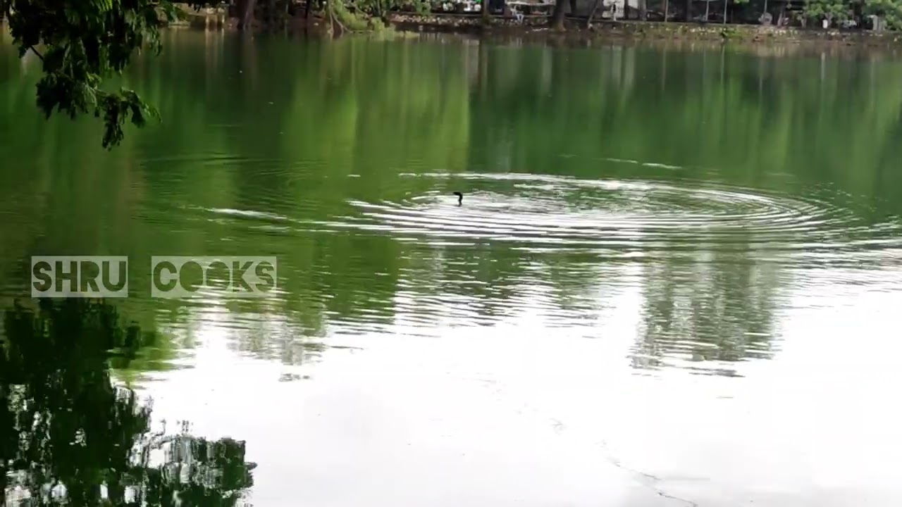 Early Morning Walk at Kachrali Lake ! #beautifulday #natural #waterhen #endangeredanimals