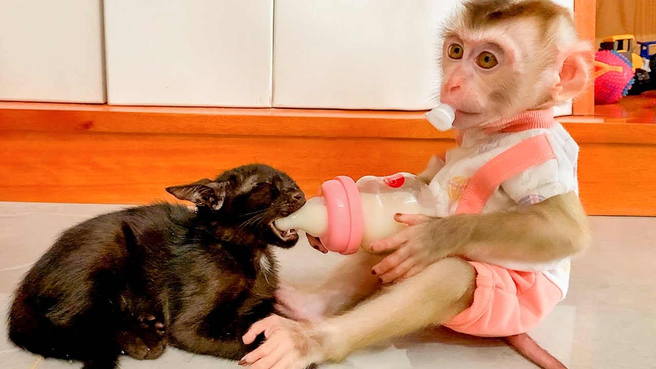 Kind Monkey Puka gives milk to stray kittens to drink