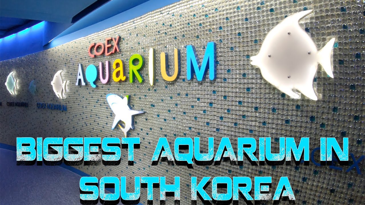 Explore The Largest Aquarium In South Korea Inside COEX Mall | Coex Aquarium | 코엑스 아쿠아리움