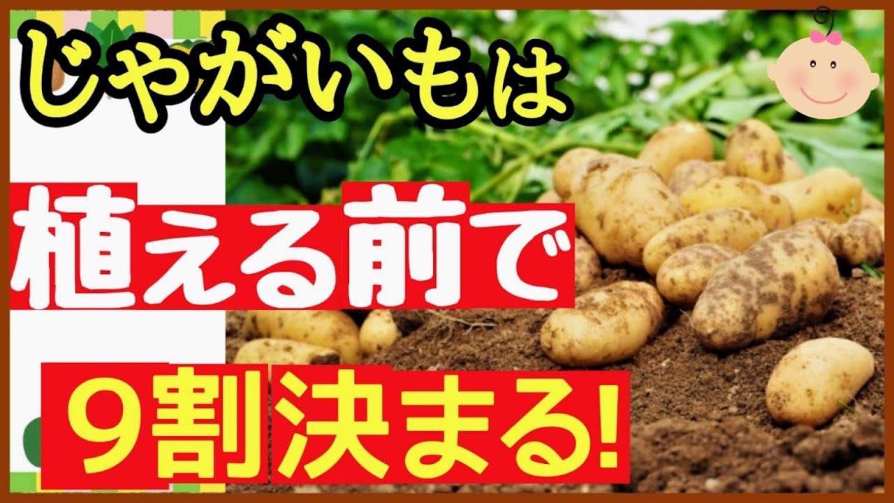 【必見】ジャガイモは準備で9割決まる！大きな芋を収穫する3つの秘策（芽出し〔浴光育芽〕・品種・種イモ) ～初心者・家庭菜園～