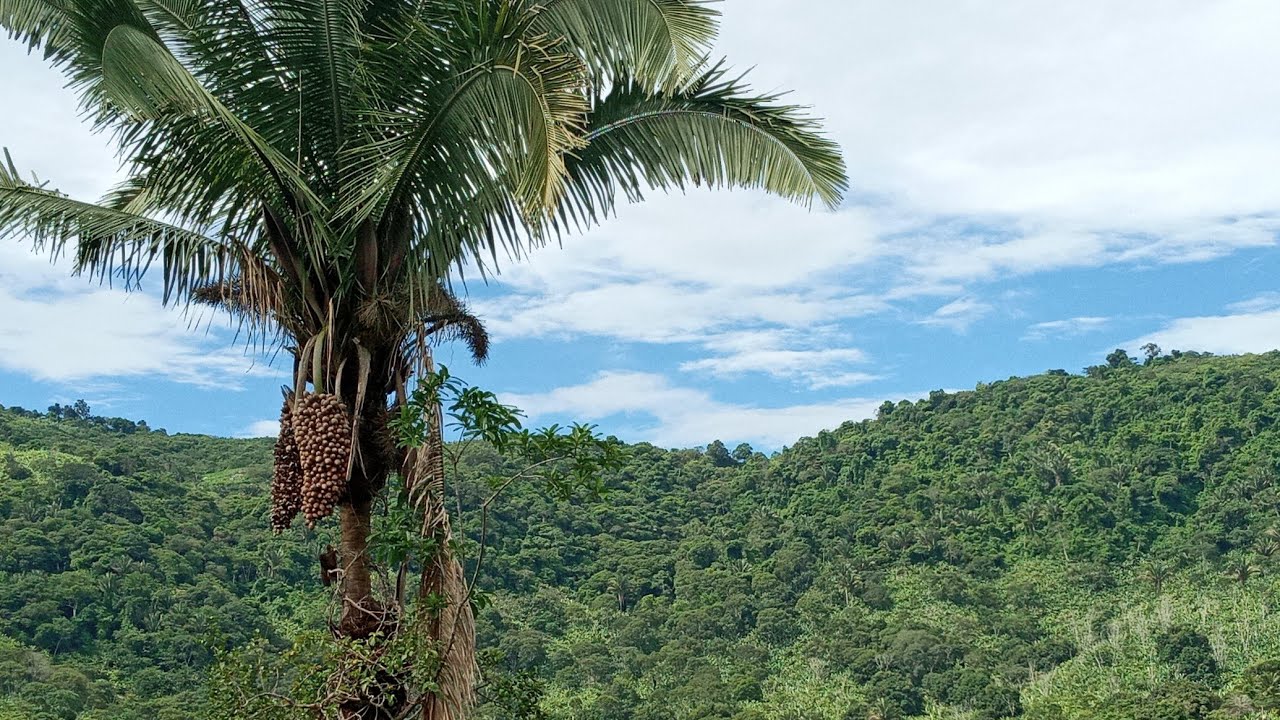 S&Iacute;TIO PEQUENO DA LUCRO?O QUE FAZER EM MEIA HECTARE?