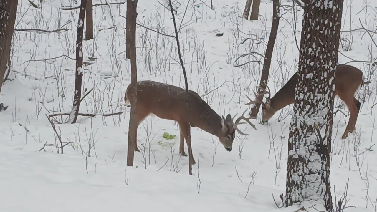 Monster Bucks in Backyard Woods.