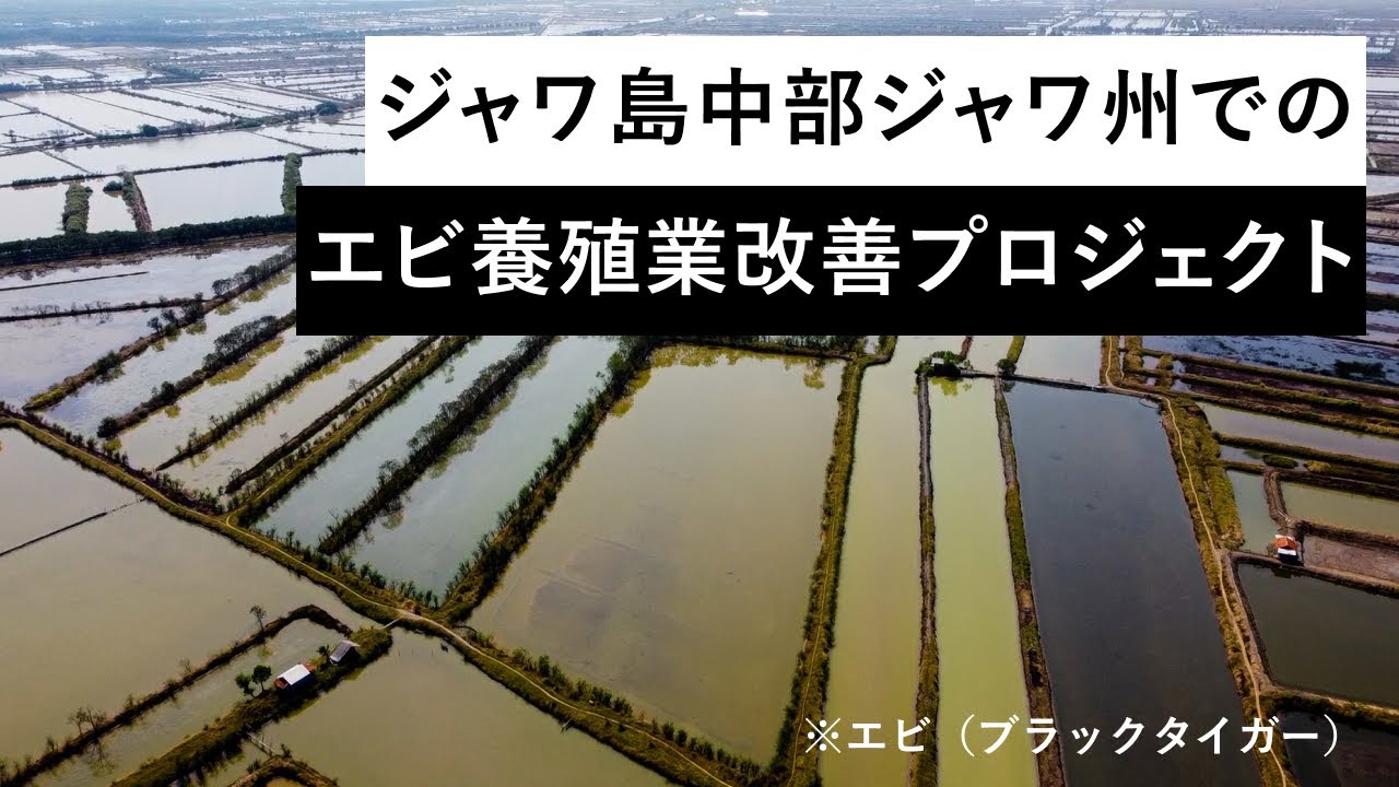 ジャワ島中部ジャワ州でのエビ（ブラックタイガー）養殖業改善プロジェクト