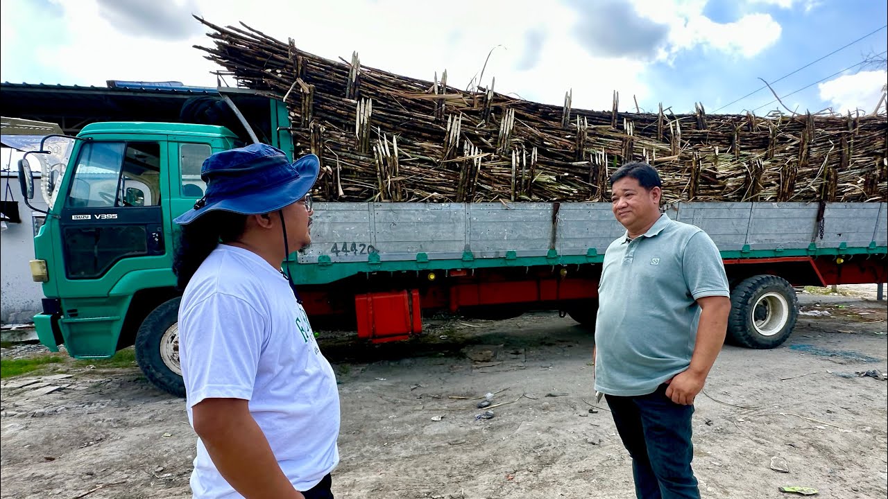 Bakit Malaki Kita nya sa Sugarcane Farming? Paano Pataasin ang Kita? Paano Maghanap ng Market?