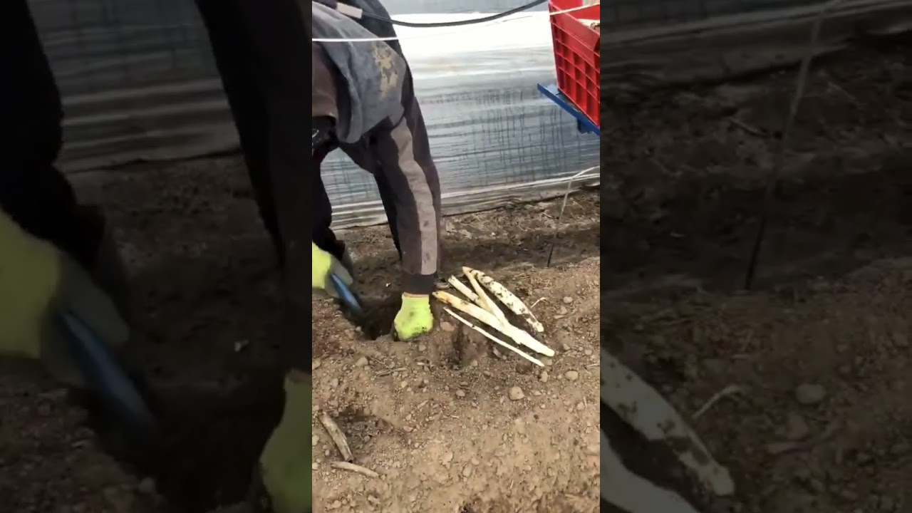 R&eacute;colte avec une AspergeSpin dans une butte faite avec l'EcoSpader 2030 de Engels Machines