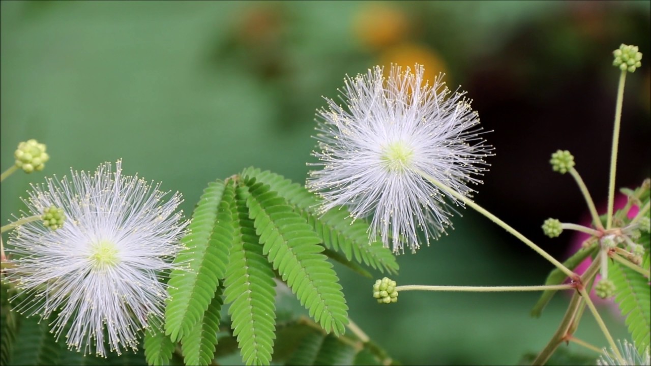 白ネムノキ（合歓木、Albizia julibrissin）白い花 2