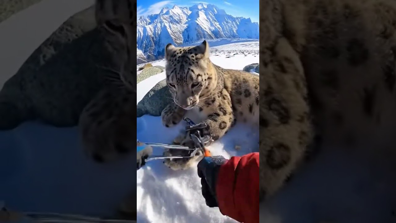 Snow Leopard Rescued From Hunter's Trap | Mountain Rescue Mission