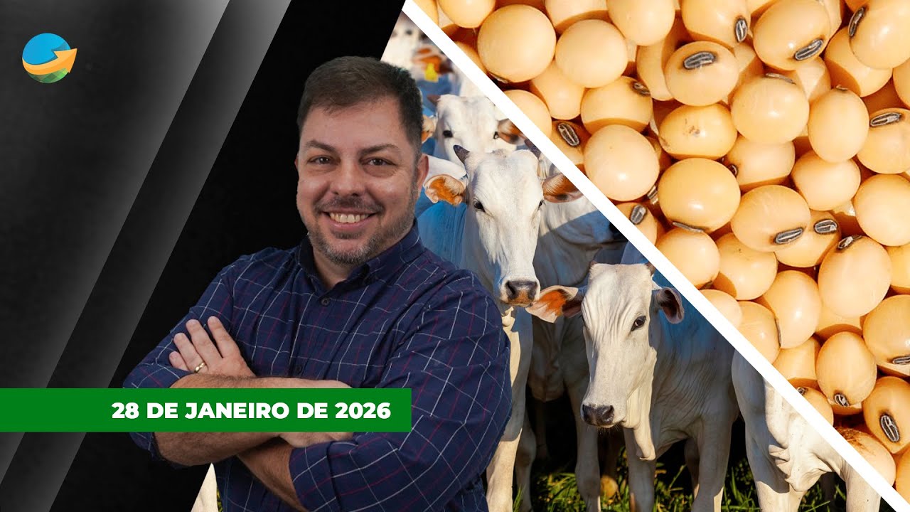 Boi gordo reage em SP e arroba pode buscar os R$330 no curto prazo; soja avança e se aproxima dos...