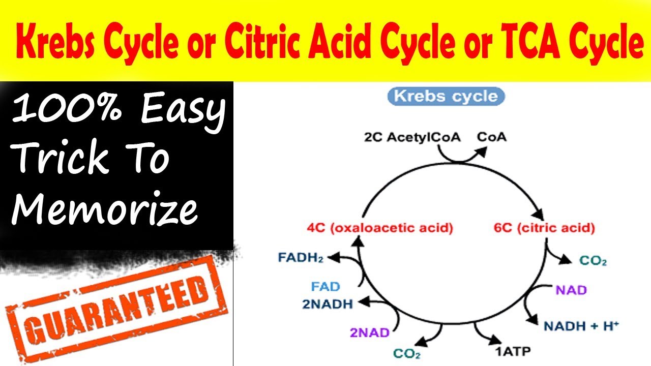 Easy Trick to learn Krebs Cycle (TCA or Citric Acid Cycle), NEET, AIIMS, NCERT | Learning With Khan
