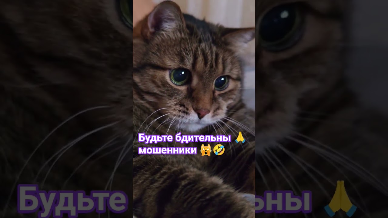 Будте бдительны ☝️🙏🙀🤣 #котушка #кот #cat #юмор #прикол #смех