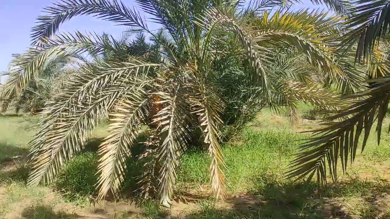 بدأ موسم جني التمور في الواحات البحرية 01012088810