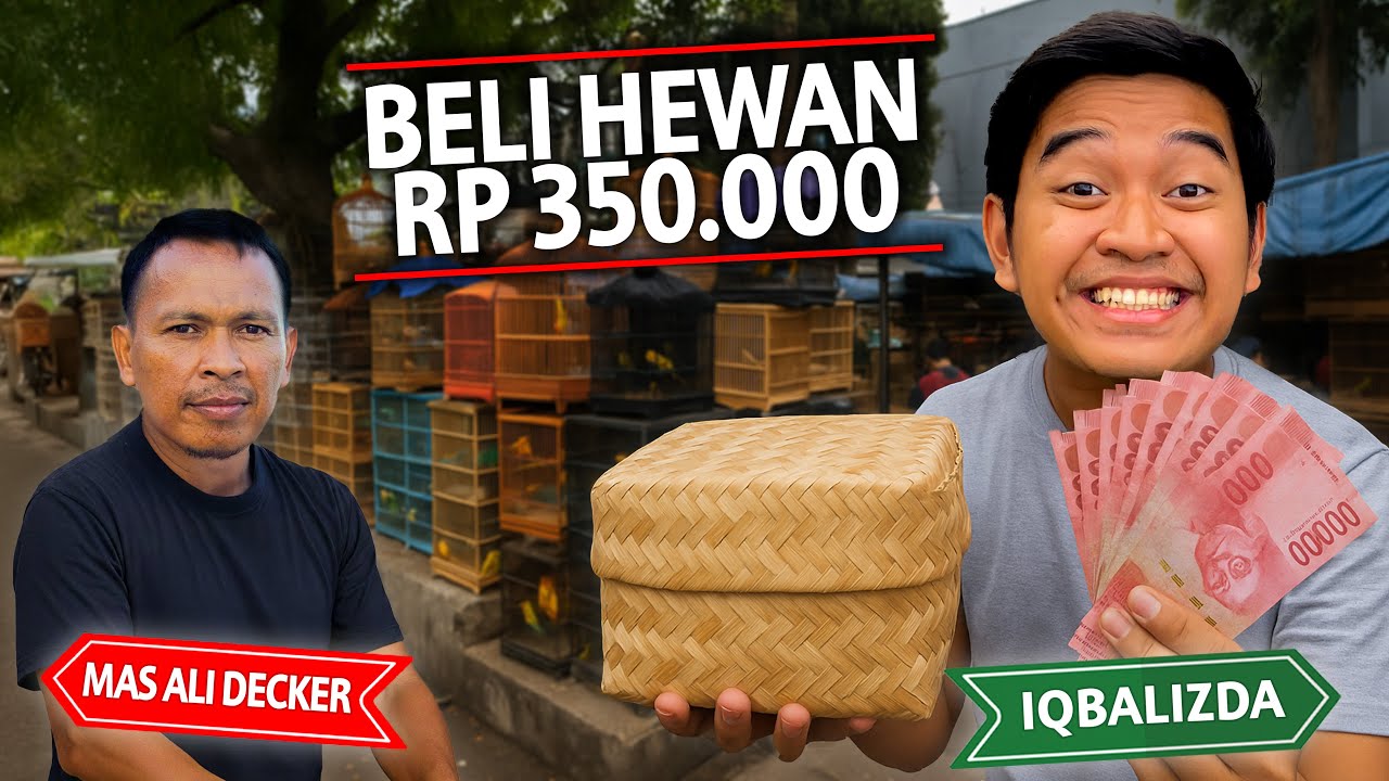 BELI HEWAN RP 350.000 IMPIAN MAS ALI DI PASAR BURUNG SUKAHAJI BANDUNG!