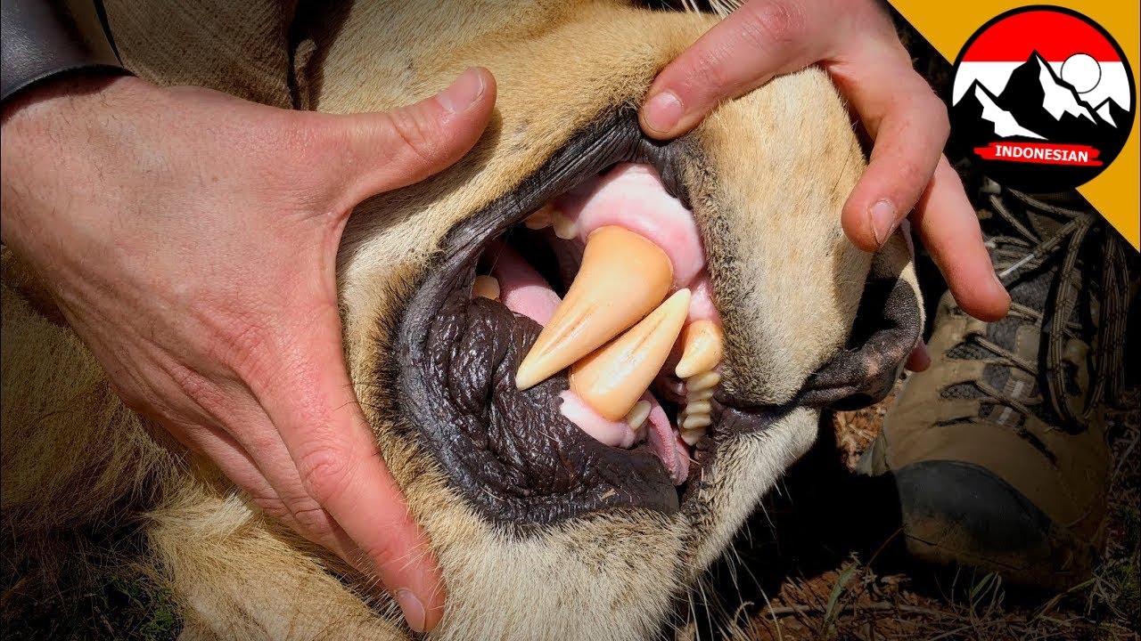 Serangan singa! Coyote di mulut singa | Fakta tentang binatang liar | Brave Wilderness Indonesian
