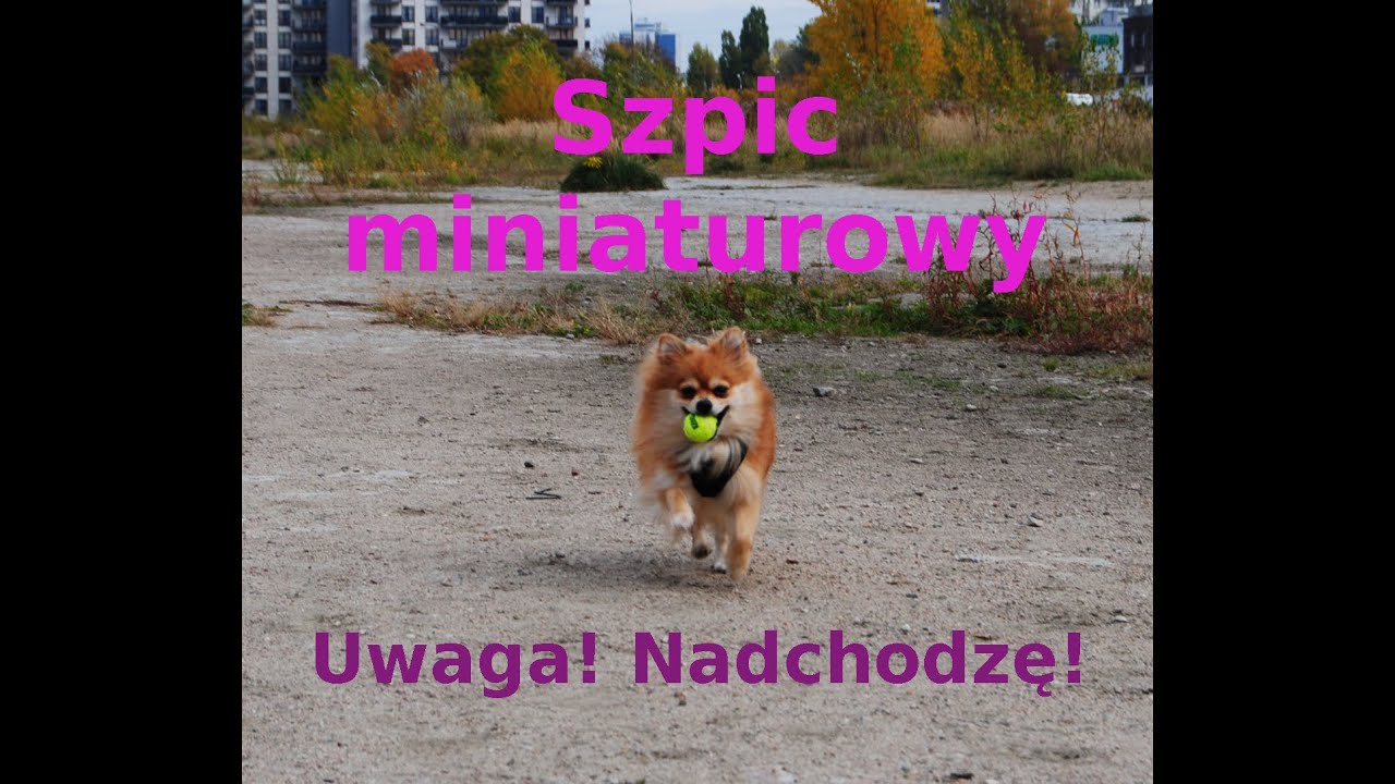 Szpic Miniaturowy - Fakty i Mity