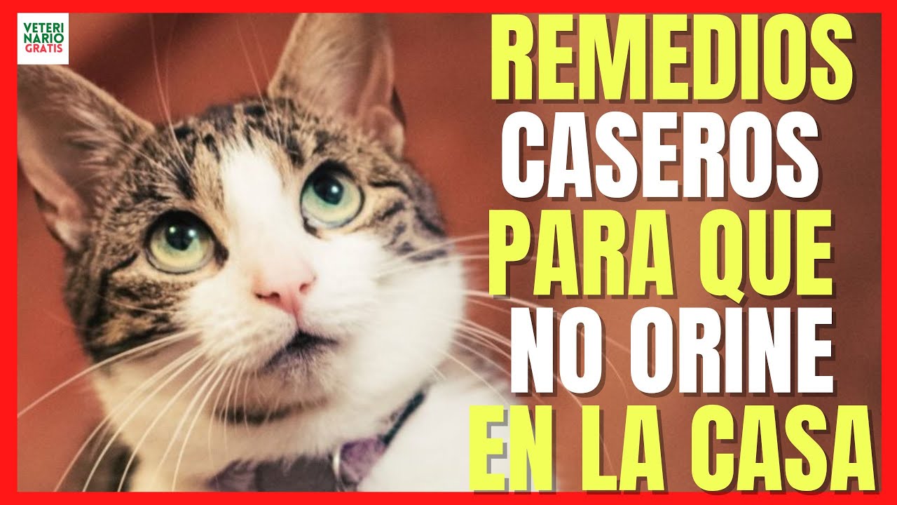 ✅ REMEDIOS CASEROS PARA QUE EL GATO NO SE ORINE EN LA CASA ✅ SOFÁ, COLCHÓN...