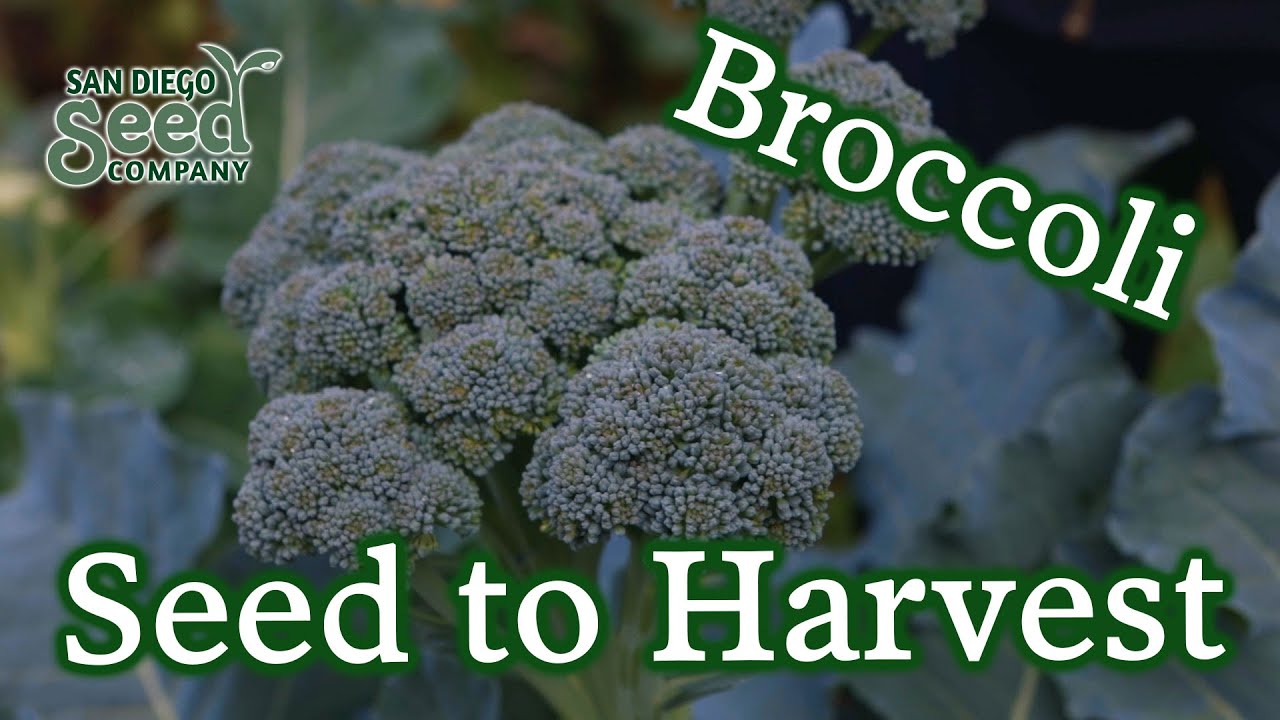 8 MUST-KNOW Tips For The Best Broccoli & Succession Planting Advice