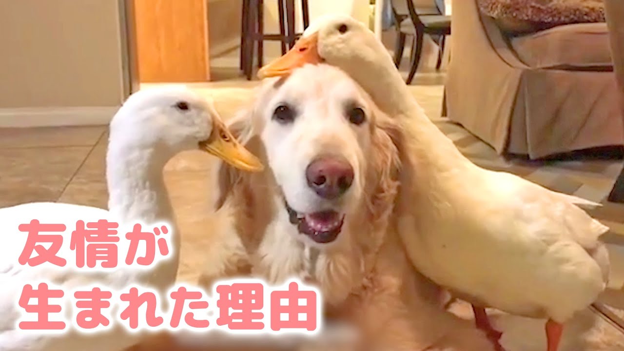 親友になれたのは、ある出来事のおかげ♡ アヒルとゴールデンの友情のヒミツ