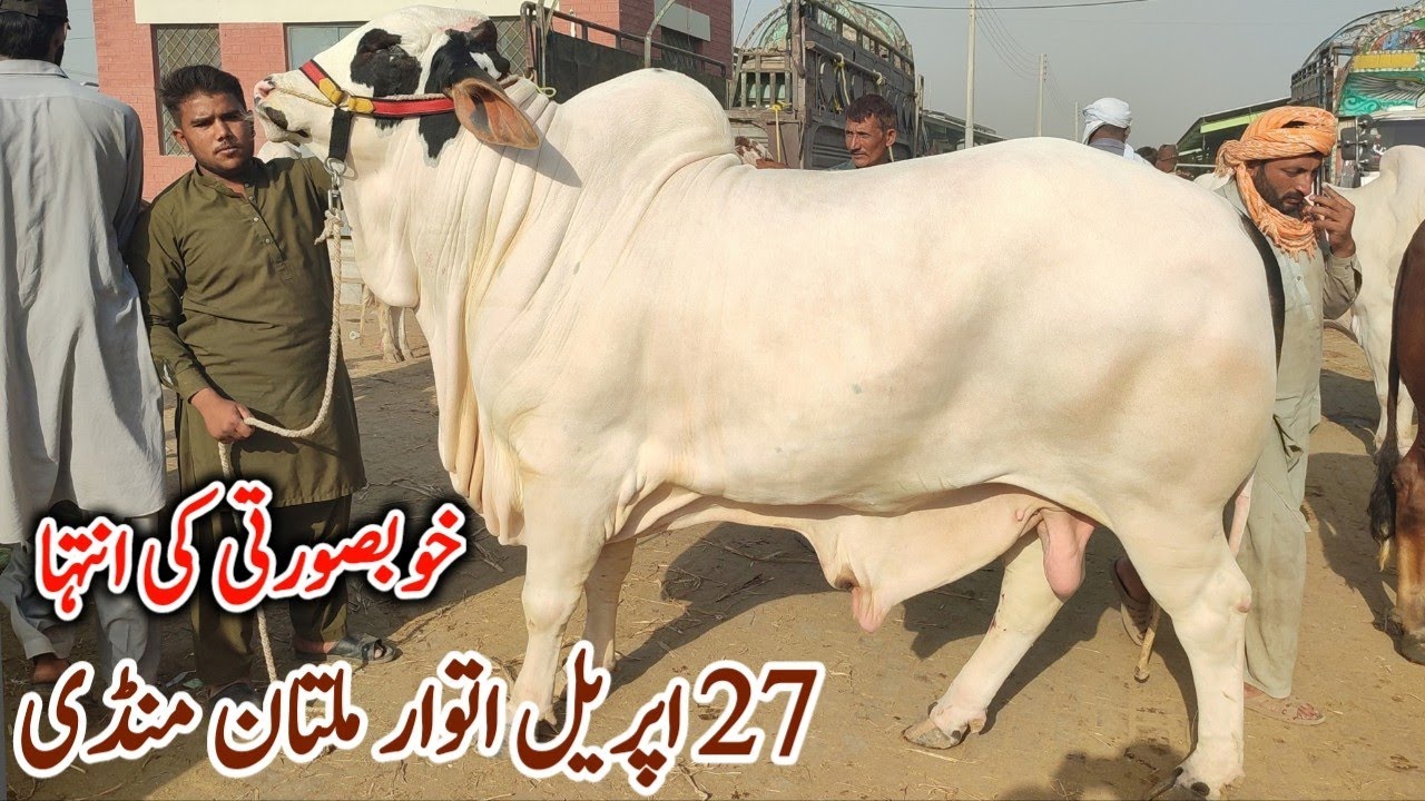 Qurbani 2025 K Behtreen Bachron Ki Update from Multan Cow Mandi | 27 April Sunday Multan Mandi