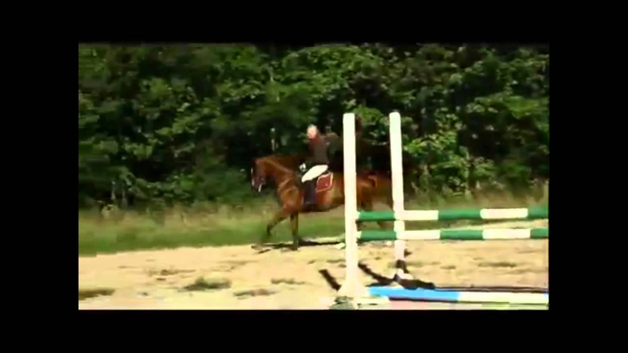 Hanoverian mare 2009 SOLD