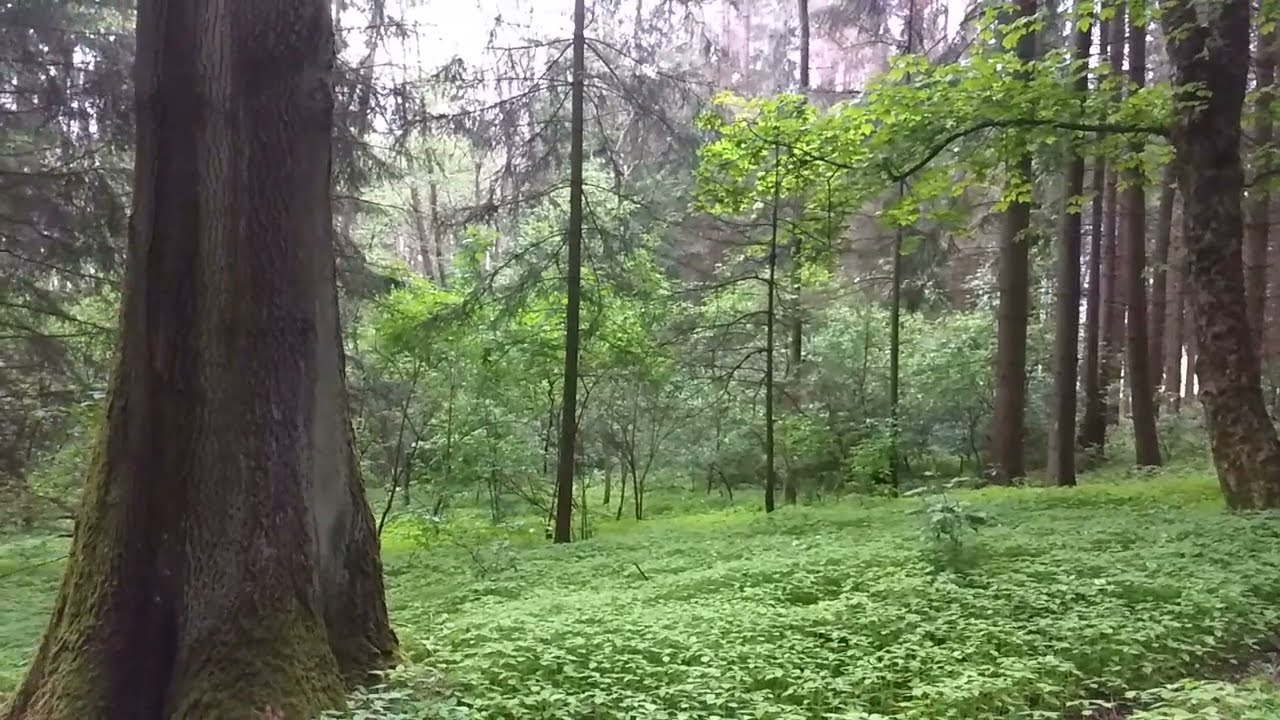 Beautiful forest with sounds of nature (Czech Republic)
