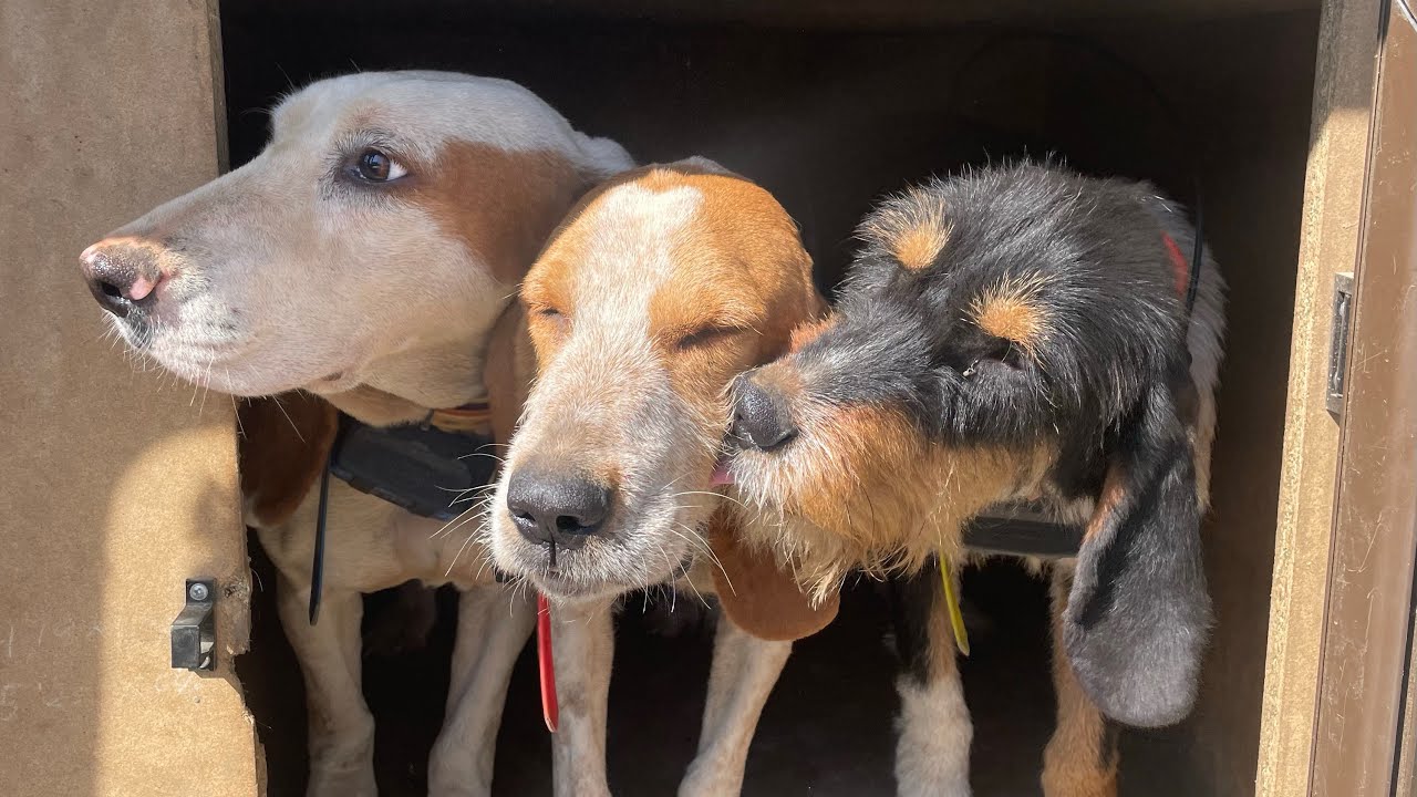 Levante de jabali con perros de rastro