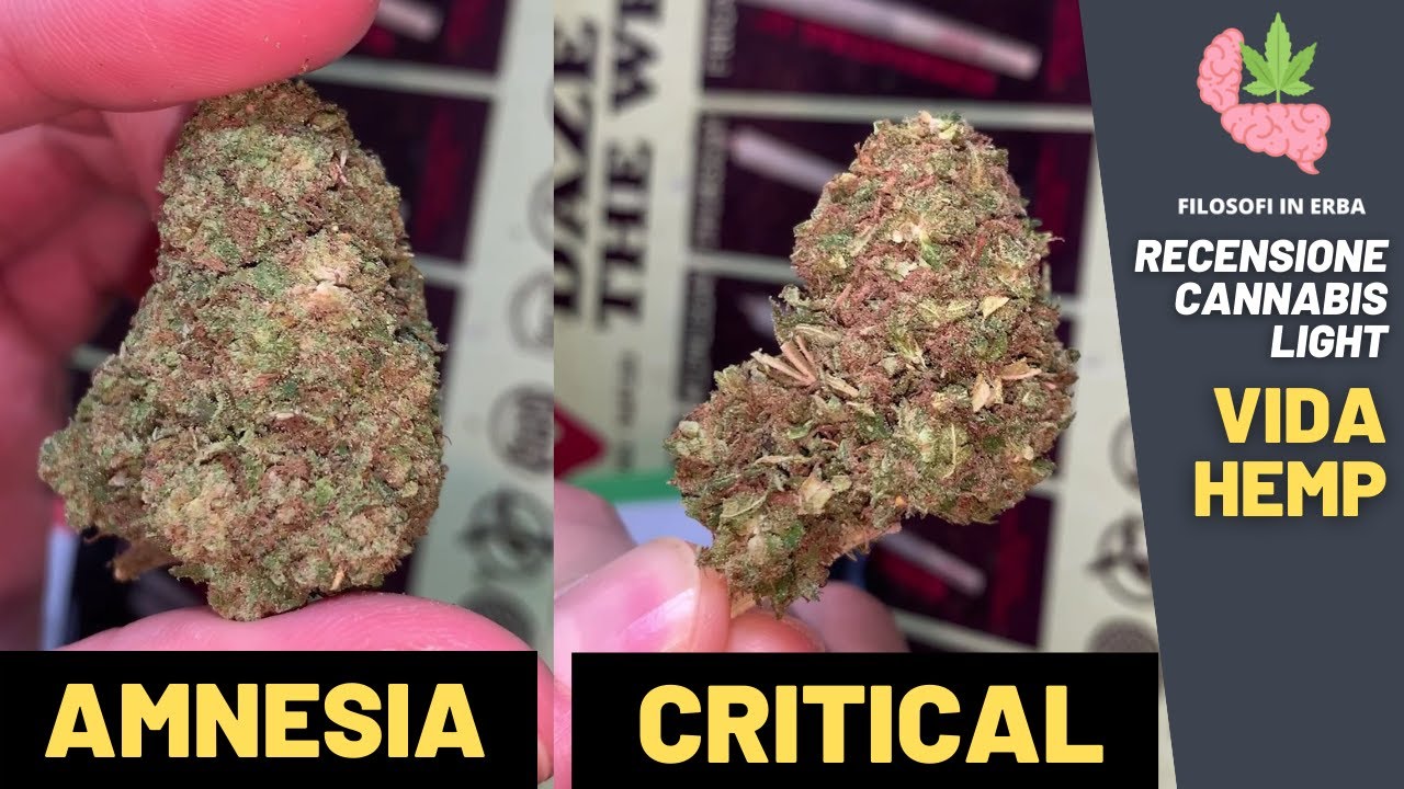 VIDA HEMP | Amnesia🍋 & Critical Skunk🍫