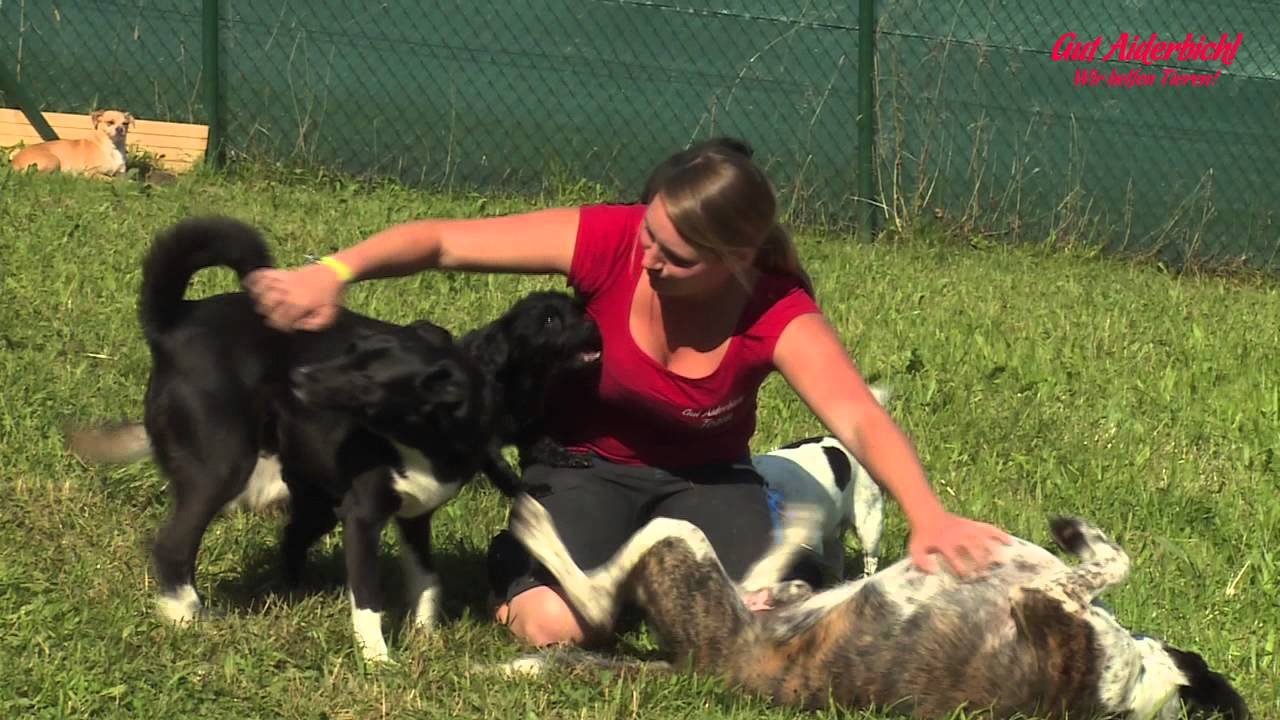 Gut Aiderbichl - Hundedienst