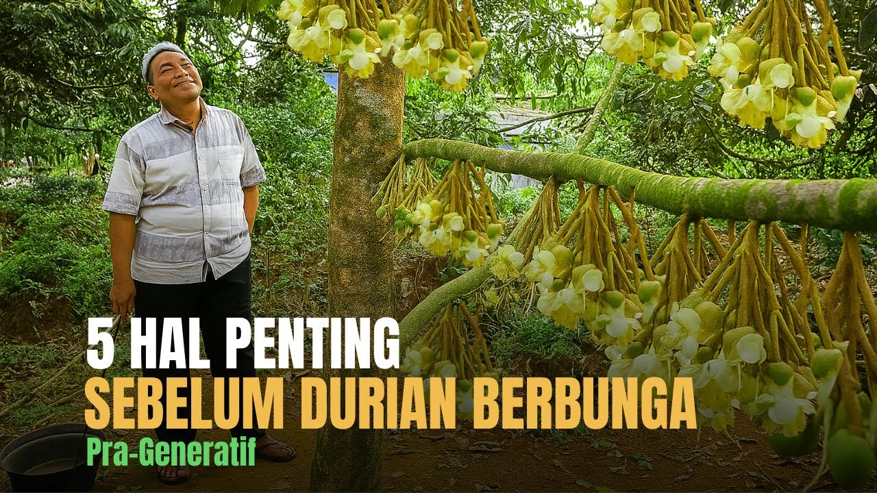 5 HAL PENTING YANG HARUS DIPERHATIKAN SEBELUM POHON DURIAN BERBUNGA AGAR HASIL BUAH MEMUASKAN