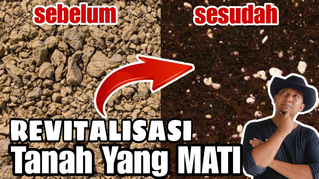 CABAI TUA, KRITING DAUN MENGECIL?? REMAJAKAN TANAH NYA !