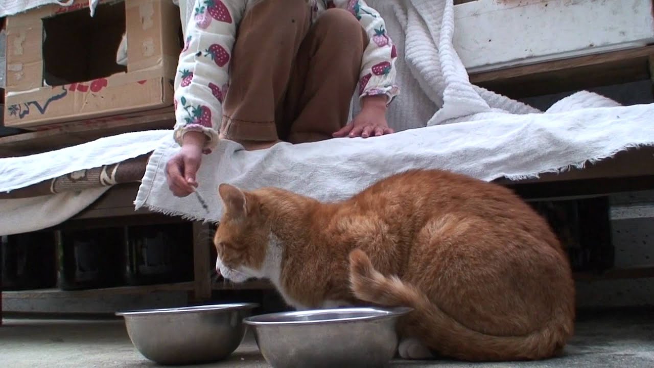 ココニャンお魚もらう