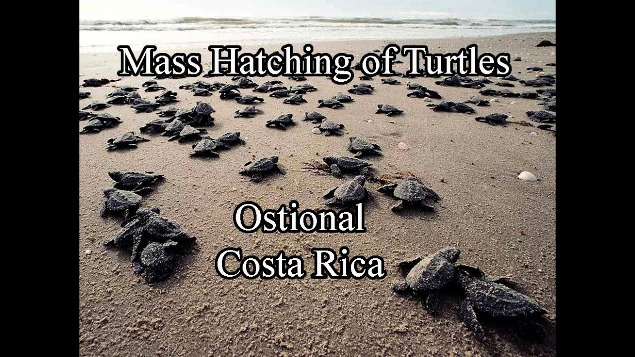 Mass Hatch of Turtles   Ostional, Costa Rica