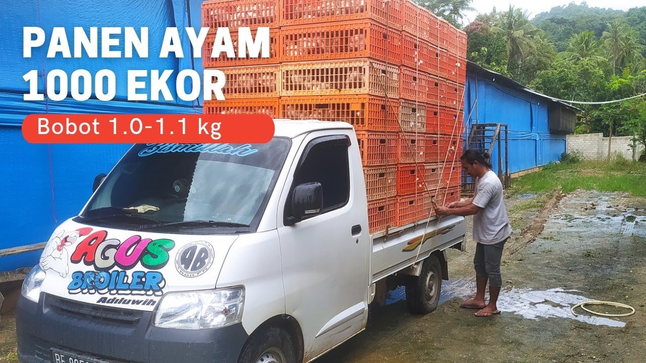 Panen pengurangan 1 ayam broiler umur 22 hari