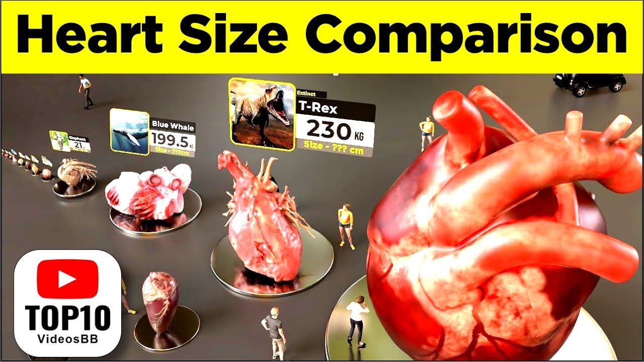 Heart Size Comparison 3D |  Animal Hearts Size  Monster Easy Study @Top10VideosBB