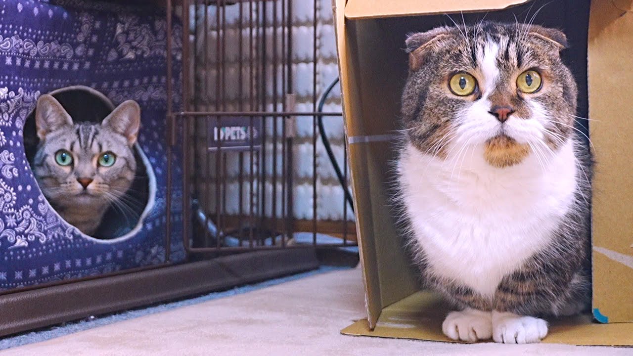 くだらないことで小競り合いを続ける猫たち