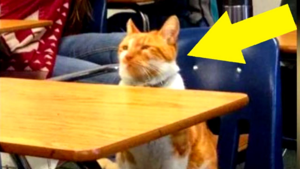 Diese Katze geht jeden Tag zur Schule, dann bekommt sie eine unglaubliche Überraschung!