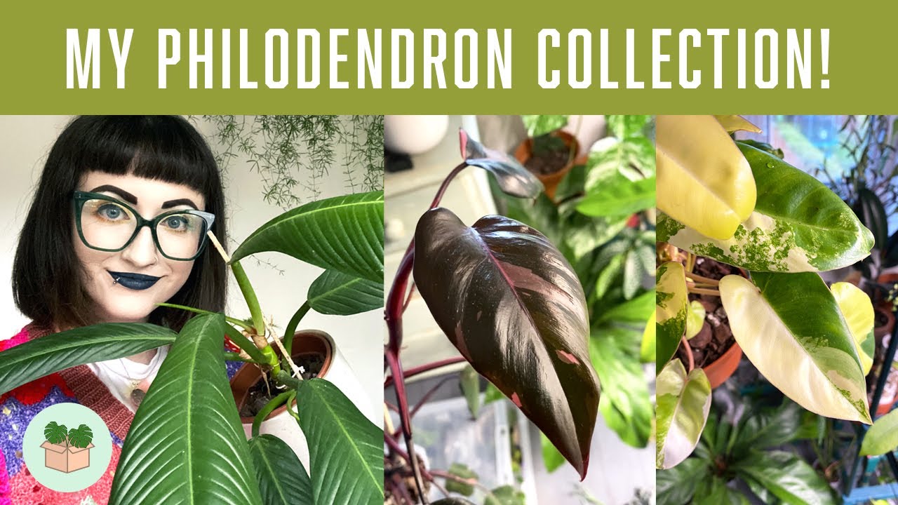 My Philodendron collection 🪴(houseplant tour)