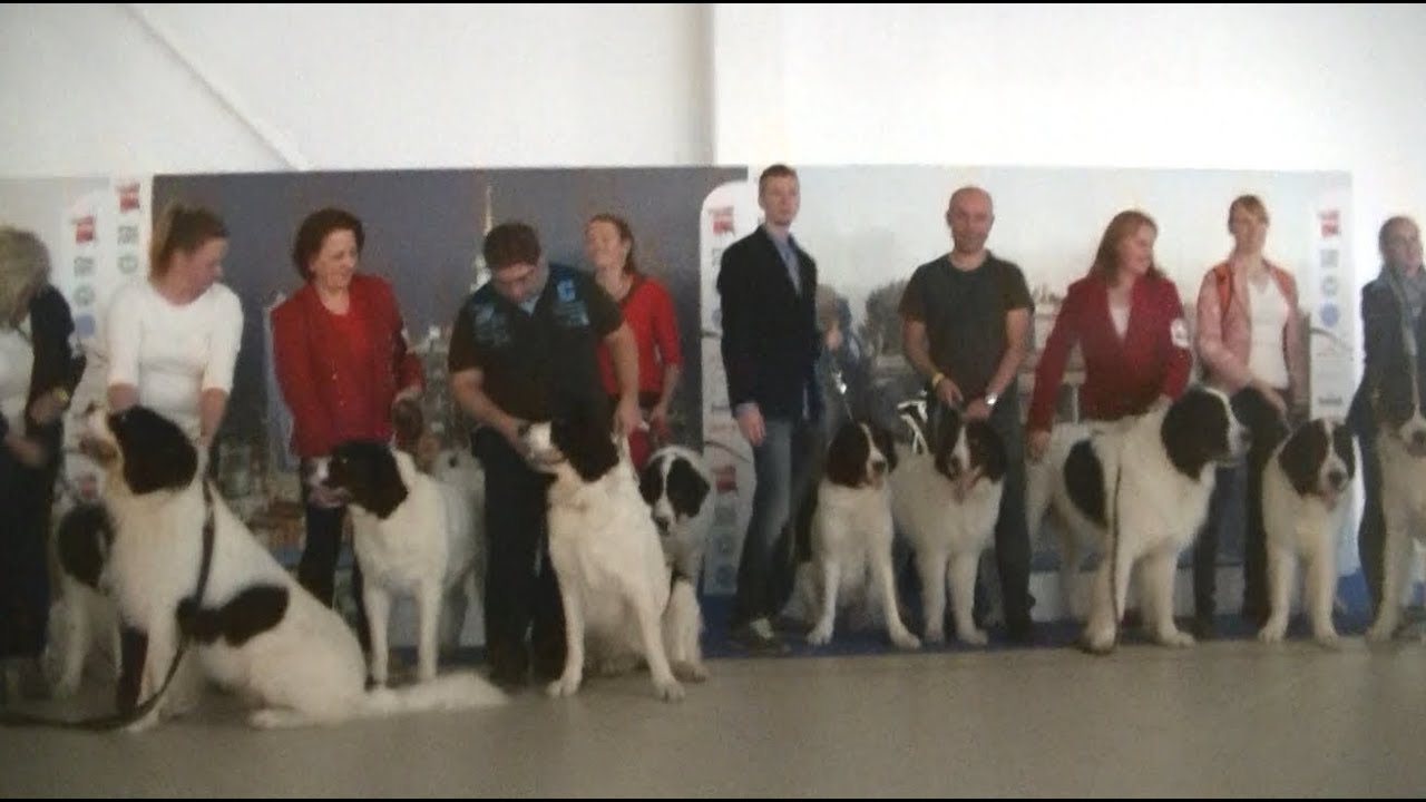 Landseer European Continetal Type at Euro dog show 2018 Warsaw