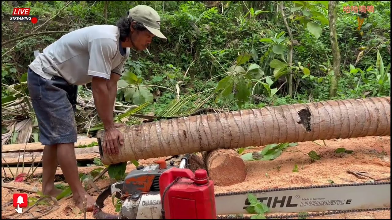 NEXT LEVEL SKILLS! BIG TREE CUTTING IN A MYSTERIOUS FOREST