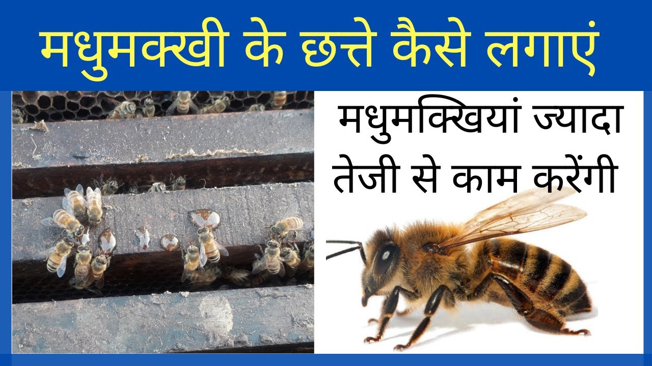 Arrangement Of Honey Combs || मधुमक्खियों के छत्ते कैसे लगाएं