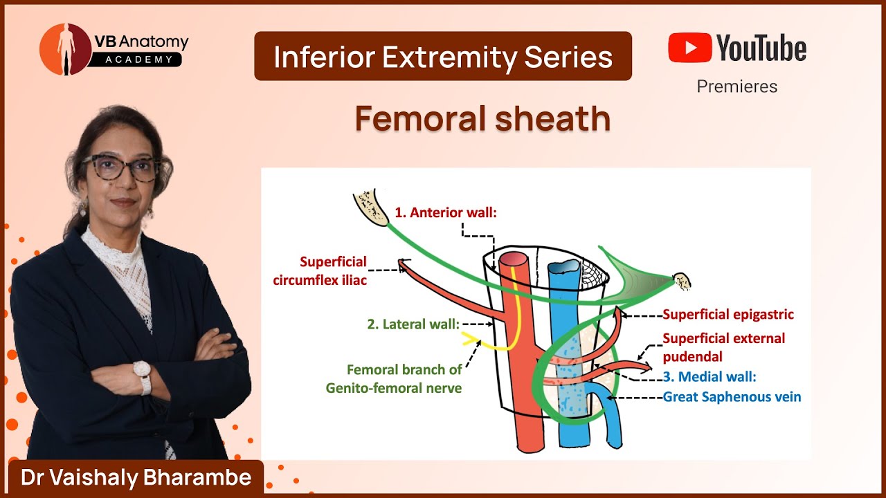 Comprehensive Guide to the Femoral Sheath with Dr. Vaishaly Bharambe