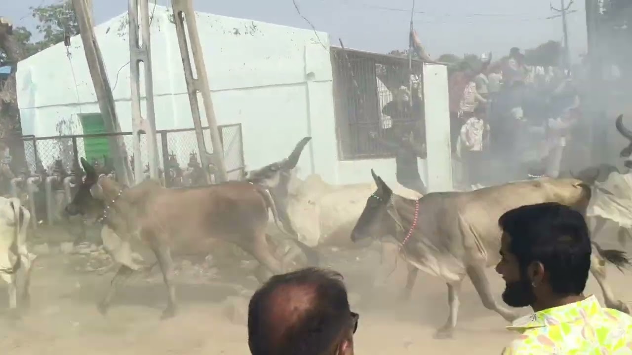નાણા ગામ માં નવા વર્ષ ની ઉજવણી// HAPPY NEW YEAR//#viral #subscribe #trending