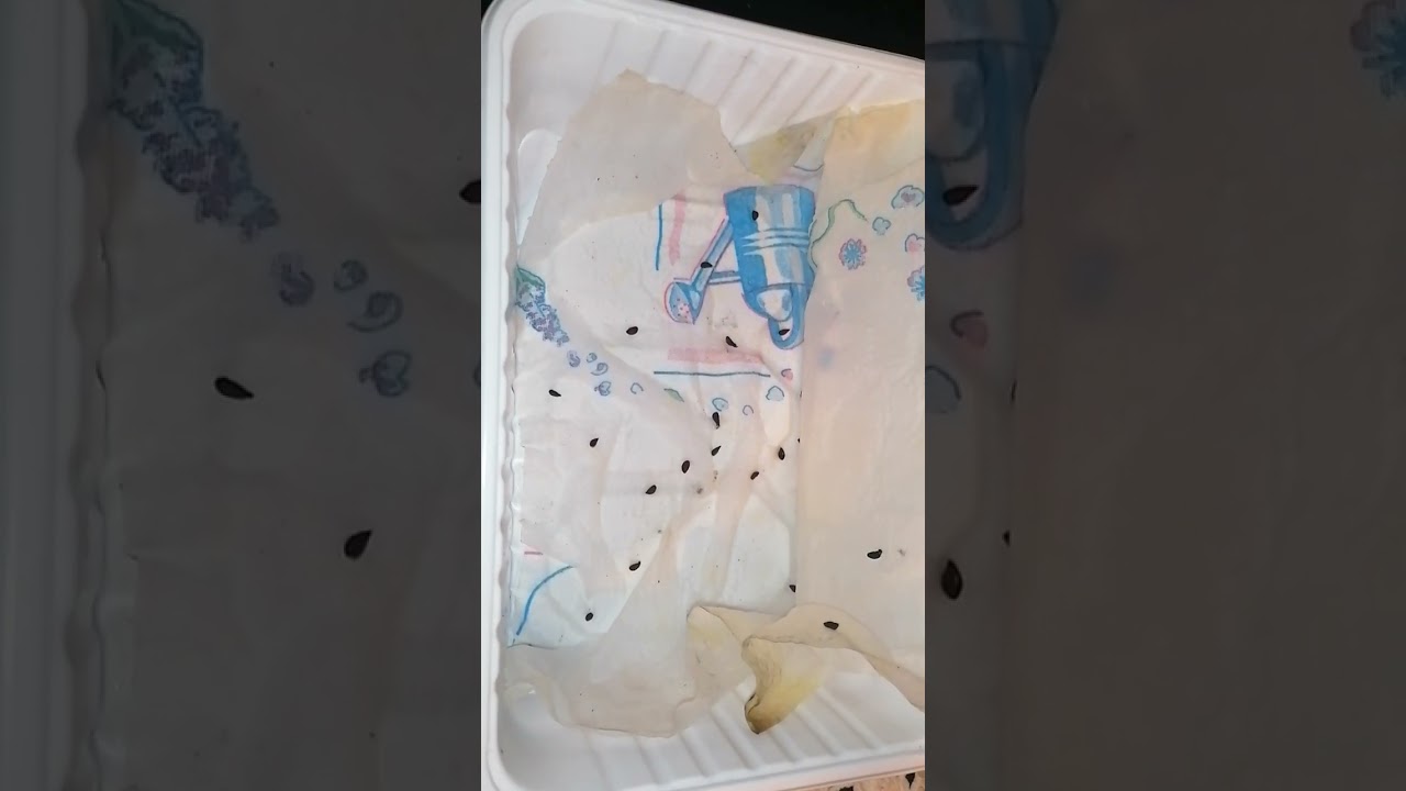 Das ziehen von OBSTB&Auml;UMEN anhand von KEIMBOXEN - einige Ausf&uuml;hrungen und allgemeine Gedanken 🍀✨
