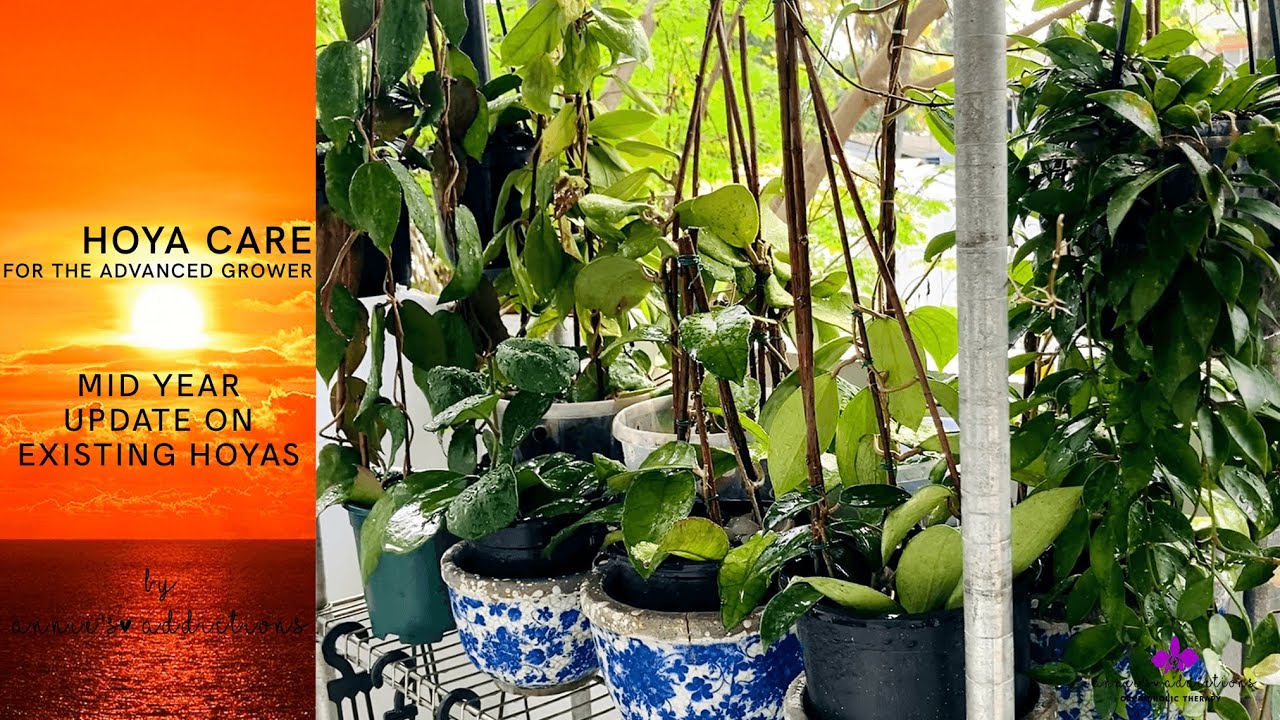 Hoya Care for the Advanced Grower | Mid Year Update on Existing Hoyas