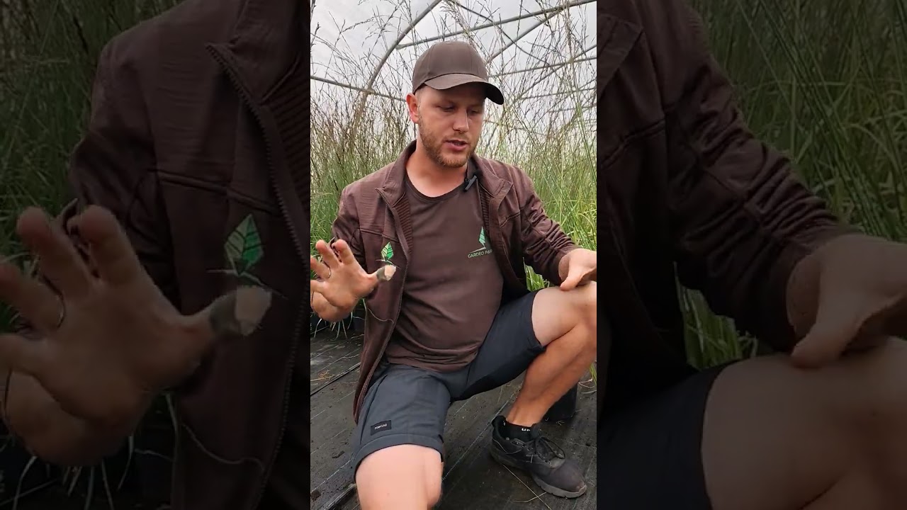 Trzęślica (Molinia) &ndash; wyjątkowa trawa ozdobna do ogrodu