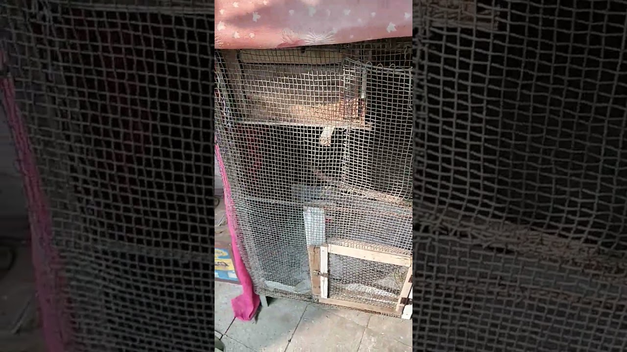 Aaj _humne _birds _ko _roti _Dali_#🦜🐣🫓