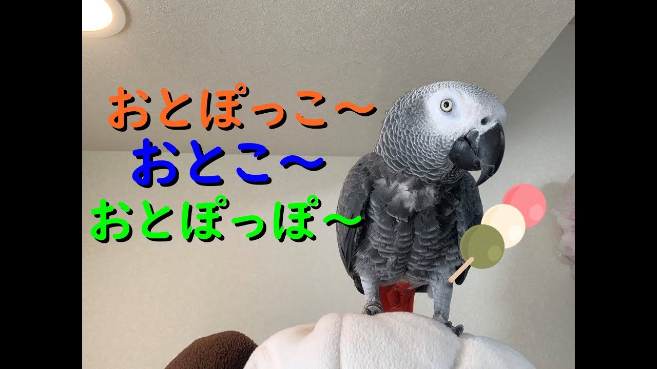 おとぽっこ～♪おとこ～♪おとぽっぽ〜♪ヨウムのるいちゃん