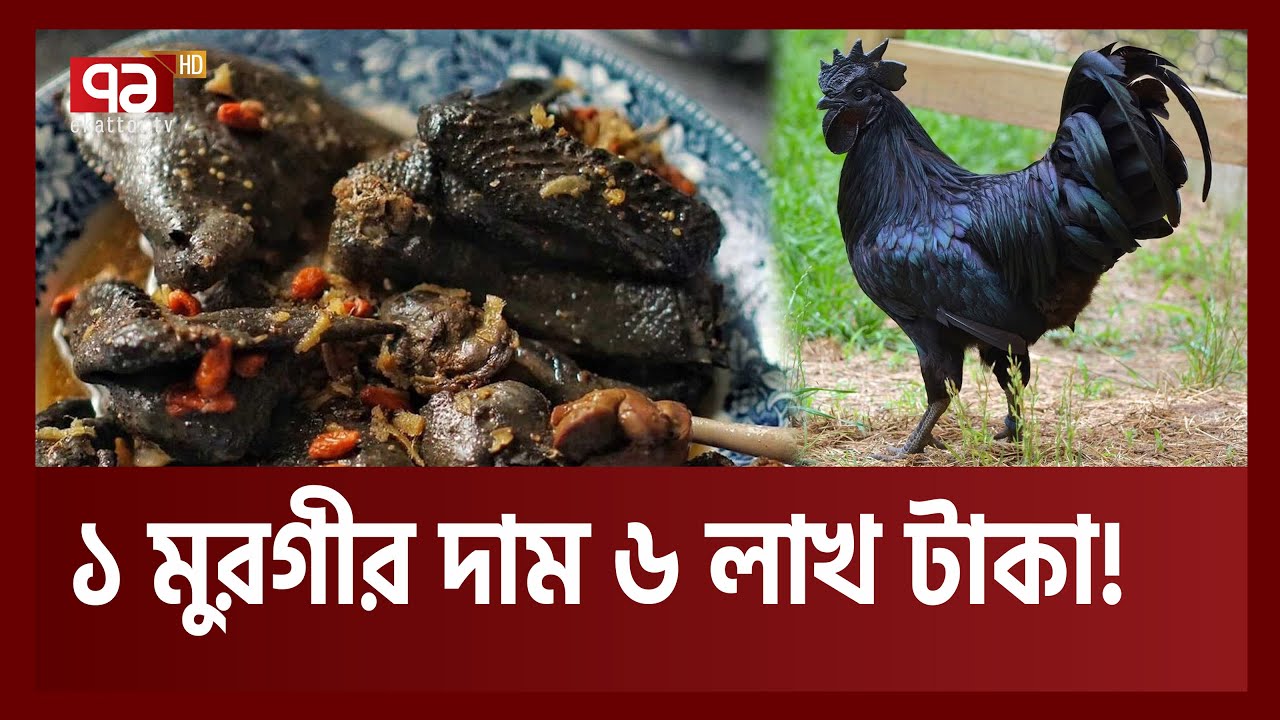 পৃথিবীর সবচেয়ে দামি মুরগি যার একটার দাম ৬ লাখ টাকা | Why Ayam Cemani Is So Expensive | Ekattor TV