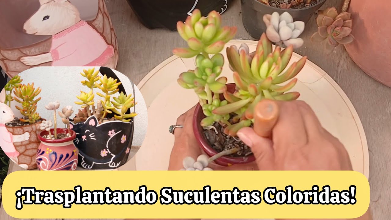 Trasplantando  Suculentas  Coloridas 😍