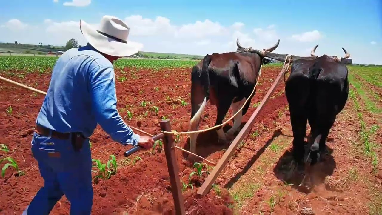 🐃Don Rubén trabaja la tierra con su yunta de bueyes en el Rancho El Espejo, en meritito Jocotic.