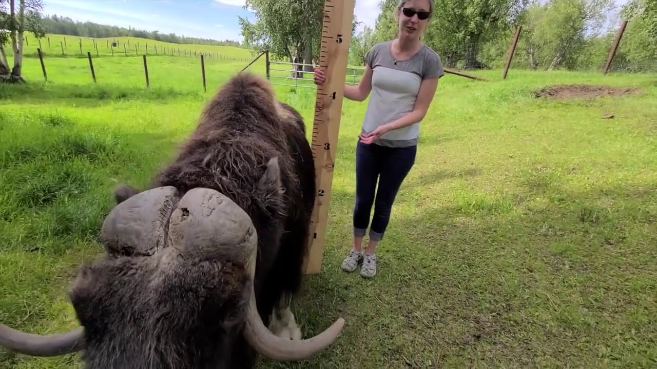Meet A Musk Ox Monday: Great Heights!